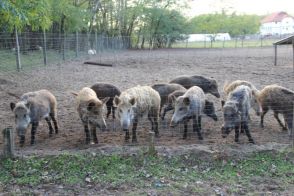 Krisztina Farm - állatok