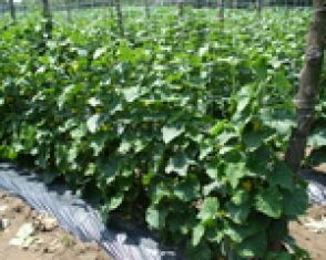 Agro Bio élelmiszerbiztonság